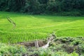 Stepping rice feild in Thailand