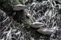Stepping Stones of Mushrooms Royalty Free Stock Photo