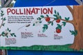 Steps of Apple Tree Pollination Diagram