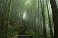 Steps in a bamboo forest Royalty Free Stock Photo