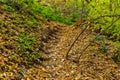 Steps in beautiful eco-trail `relict forest`