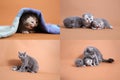 Steps in British Shorthair blue kittens life, Four screens Royalty Free Stock Photo