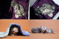 Steps in British Shorthair blue kittens life, Four screens Royalty Free Stock Photo