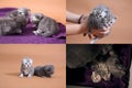 Steps in British Shorthair blue kittens life, Four screens Royalty Free Stock Photo