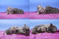 Steps in British Shorthair blue kittens life, Four screens Royalty Free Stock Photo