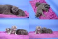 Steps in British Shorthair blue kittens life, Four screens Royalty Free Stock Photo