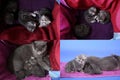 Steps in British Shorthair blue kittens life, Four screens Royalty Free Stock Photo