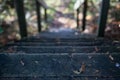 The steps in the fall forest, Canada. Royalty Free Stock Photo