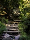 Steps into the forest Royalty Free Stock Photo
