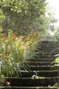 Steps garden Royalty Free Stock Photo