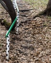 Steps in the ground and painted railings. Last year fallen leaves. Stairs in the spring forest.