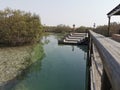 Steps in the mangrove forest for visitors