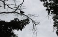 Steps of silhouette monkey jump between trees.