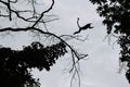 Steps of silhouette monkey jump between trees.