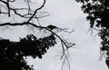 Steps of silhouette monkey jump between trees.