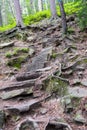 Steps of stones and roots on the forest path