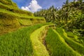 Tegallalang Rice Terrace Royalty Free Stock Photo