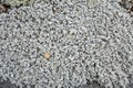 Stereocaulon, a fruticose lichen, on granite in Wilmot, New Hampshire Royalty Free Stock Photo
