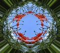 Stereographic panorama of a wild field and red poppies Royalty Free Stock Photo