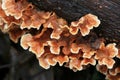 Stereum complicatum Mushrooms Royalty Free Stock Photo