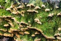 Stereum hirsutum fungi on tree stump