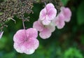 The sterile large flowers of a Hydrangea aspera in white-pink Royalty Free Stock Photo