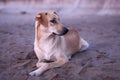 A sterilized dog with a tag in its ear lies on the sand on the beach in the early morning