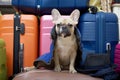 A stern bulldog with a stern look is waiting for a trip against the backdrop of large suitcases. Royalty Free Stock Photo