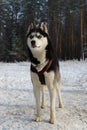 stern gaze of the dog breed Siberian Husky