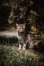 Stern look of a mother watching over her offspring in the wilderness. A black and grey cat sits by a bush and watches her newborns