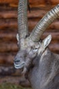 Stern looking Alpine Ibex Royalty Free Stock Photo