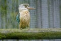 Stern looking Blue Winged Kookaburra