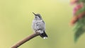 Stern Looking Guardian Hummingbird near the Lantana Flowers Royalty Free Stock Photo