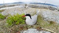 Sterna paradisaea, Arctic Tern