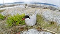 Sterna paradisaea, Arctic Tern Royalty Free Stock Photo