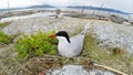Sterna paradisaea, Arctic Tern Royalty Free Stock Photo