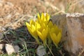 Sternbergia blooming in Judean desert in Gush Etzion  Israel Royalty Free Stock Photo