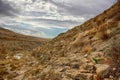 Sternbergia blooming in Judean desert in Gush Etzion  Israel Royalty Free Stock Photo