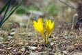 Sternbergia clusiana flower blooming in Gush Etzion, Israel