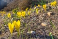 Sternbergia clusiana, wild flower in full autumn bloom