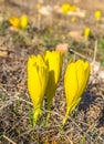 Sternbergia clusiana, wild flower in full autumn bloom