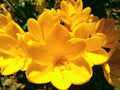 Sternbergia lutea L. Winter daffodil, autumun daffodil, lily of the field