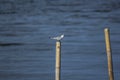 Sternidae are small sea birds. Royalty Free Stock Photo