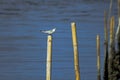 Sternidae are small sea birds. Royalty Free Stock Photo