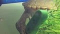 sternotherus carinatus turtles mating in captivity, razorback musk turtles