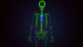 3d render of human skeleton sternum bone anatomy