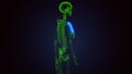 3d render of human skeleton sternum bone anatomy