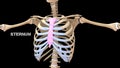 Human Chest bone Sternum or Breastbone Royalty Free Stock Photo