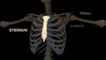 Human Chest bone Sternum or Breastbone