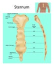 Structure of the Sternum or breastbone. Royalty Free Stock Photo